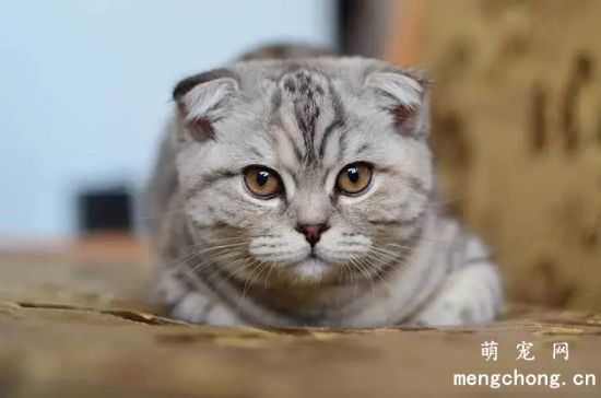 猫咪为什么喜欢咬手指？