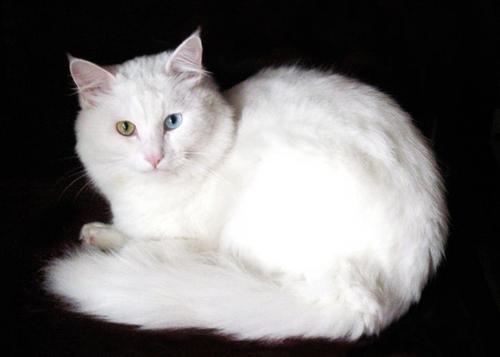 猫咪为什么喜欢把桌上的东西推下去