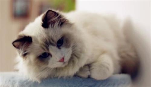 猫咪为什么喜欢揣着小手？