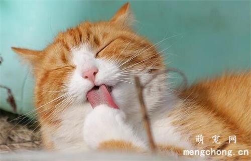 猫咪为什么喜欢趴在人身上睡觉