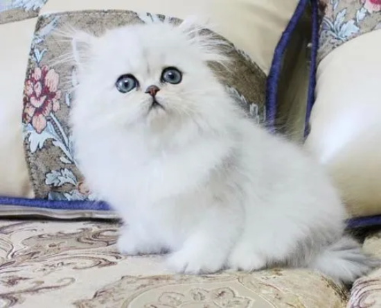 猫咪为什么尾巴很油？