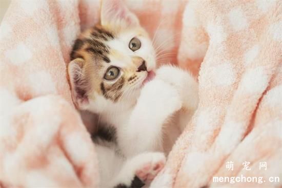 猫咪为什么总是舔毛？