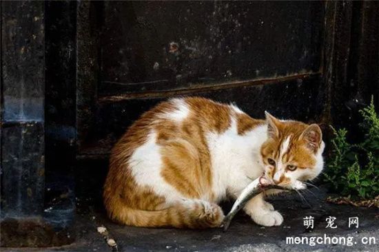 猫咪为什么爱吃鱼？猫咪吃鱼对眼睛好处多