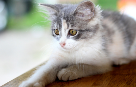 猫咪为什么舔你还要咬一口