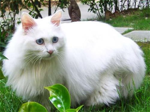 猫咪为什么要磨爪