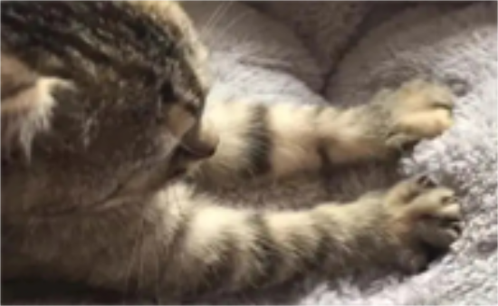 猫咪为什么踩奶