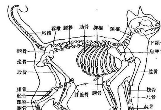 猫咪为什么这么柔软灵活，猫咪独特的骨骼结构图解