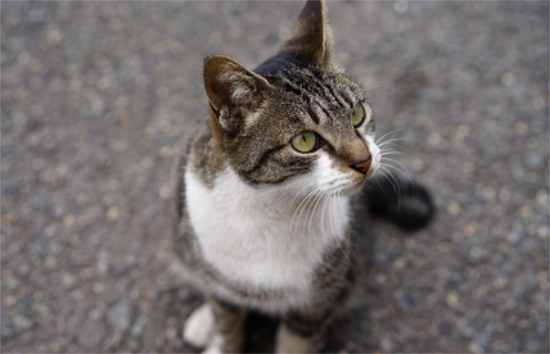 猫咪为什么那么喜欢小鱼干