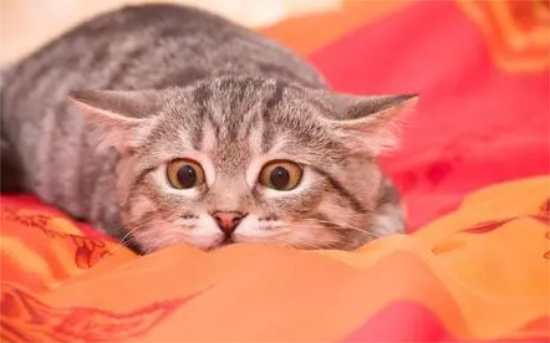 猫咪为什么闻着闻着就咬我