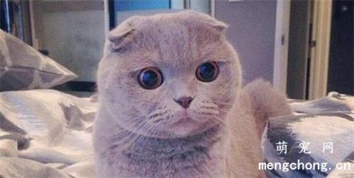 猫咪为何喜爱咬人头发