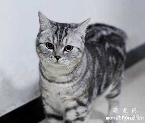 猫咪为啥喜欢舔尾巴和屁屁？