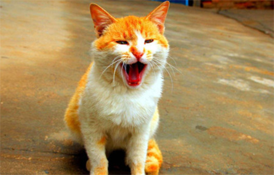 猫咪为啥总是喵喵叫讨食？明明碗里还有粮！