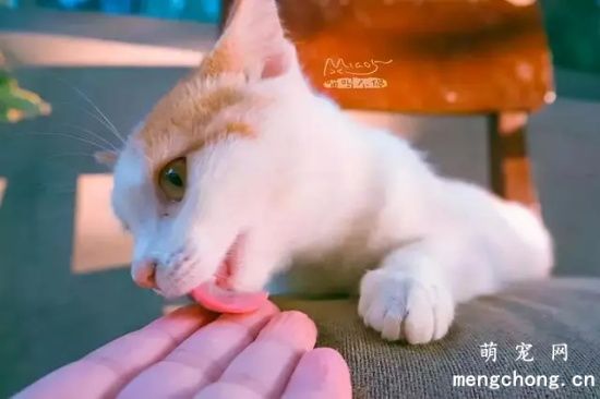猫咪也爱舔人吗？