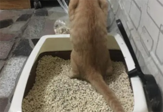猫咪乱拉屎的原因