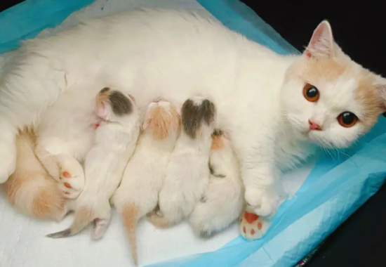 猫咪乳腺炎的症状表现有哪些