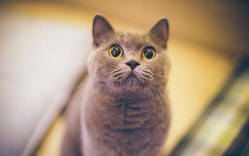 猫咪乳腺癌的症状与预防治疗