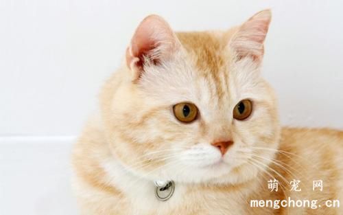 猫咪产后吃什么补身体？