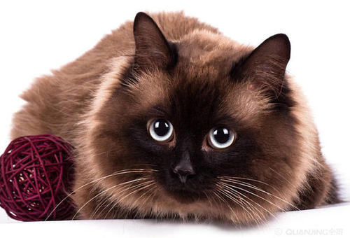 猫咪什么时候会出现应激反应?