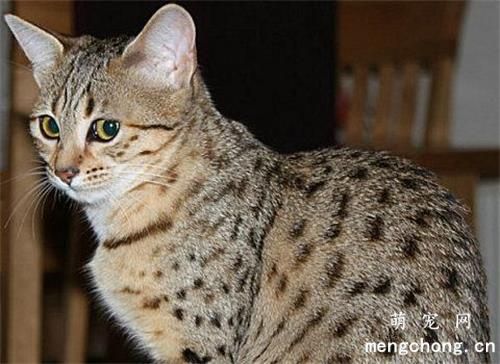 猫咪们喜欢什么颜色？猫最喜欢的颜色是灰色