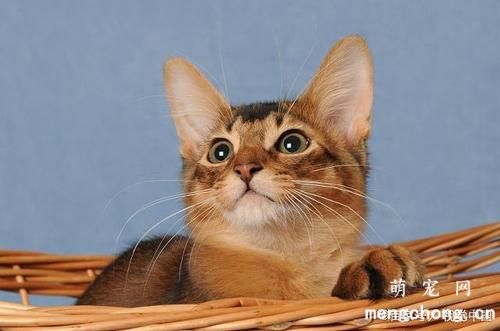 猫咪会对食物过敏吗？猫咪过敏常见症状