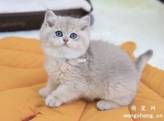猫咪会对食物过敏吗？猫咪过敏常见症状