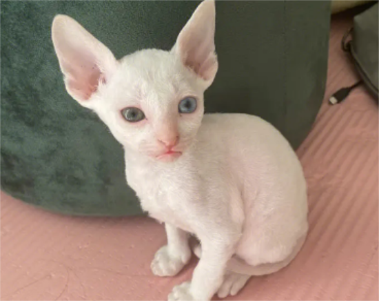 猫咪会怕冷吗？