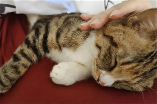 猫咪会来月经吗流血吗