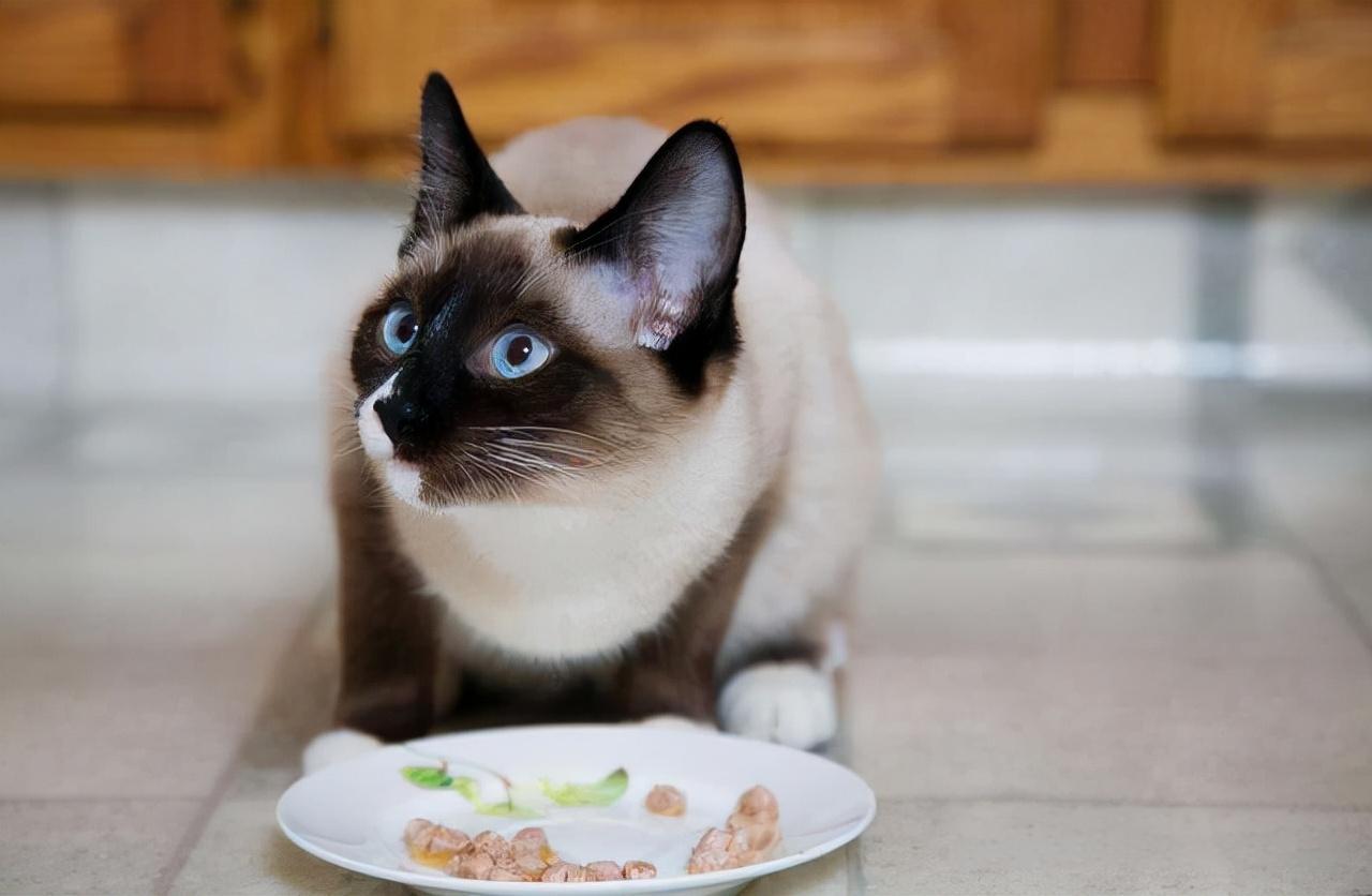 猫咪体外驱虫后吐白沫