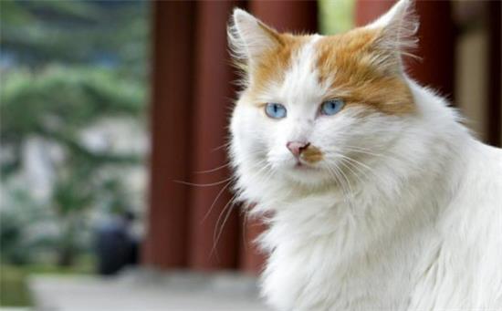 猫咪体温怎么测量?
