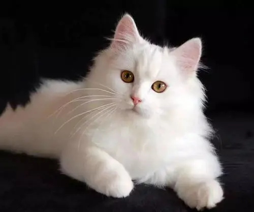 猫咪体温怎么测量
