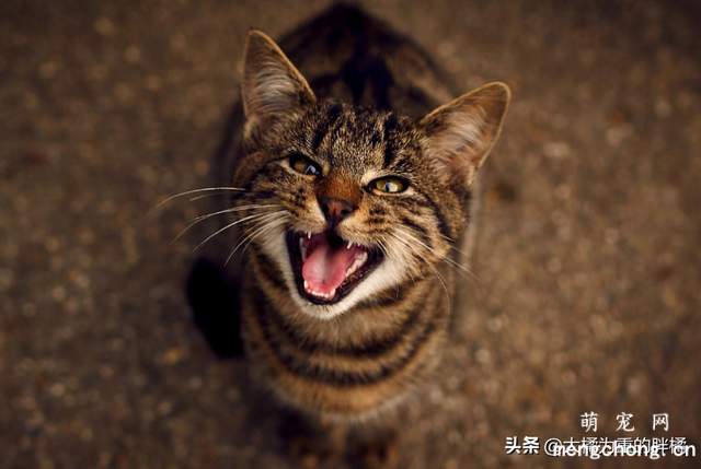 猫咪使劲叫个不停的原因有哪些？