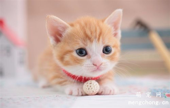 猫咪便秘了怎么给它通便