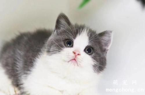 猫咪便秘吃乳果糖的副作用？