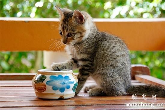 猫咪便秘怎么办
