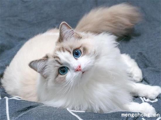 猫咪便秘怎么办？