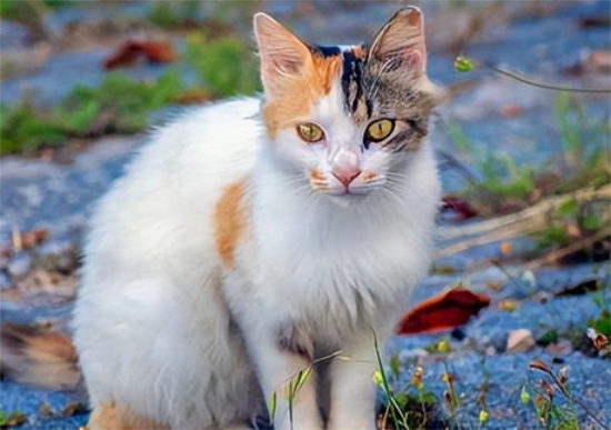 猫咪便秘的症状 猫咪便秘有哪些症状