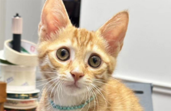 猫咪养护全攻略：揭秘猫咪生活的96个冷知识