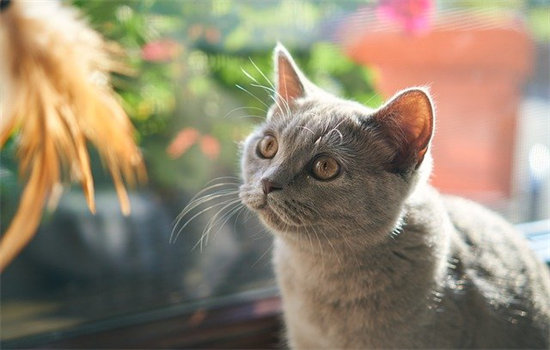 猫咪冬天不盖被子会冷吗