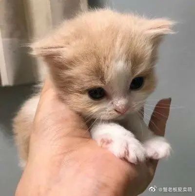 猫咪冬天有跳蚤吗?