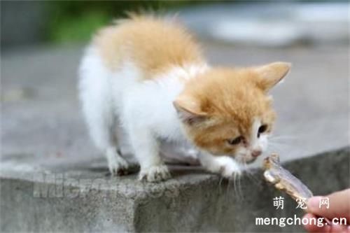 猫咪几个月开始体型变大