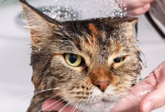 猫咪出现红棕色泪痕怎么办？