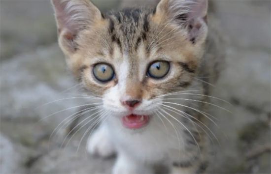 猫咪刚买回来不到一个星期能洗澡吗?
