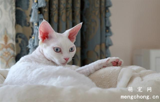 猫咪刚到家怕生躲起来怎么办 