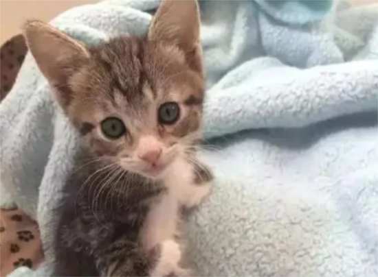 猫咪到家两天没有排便怎么办？