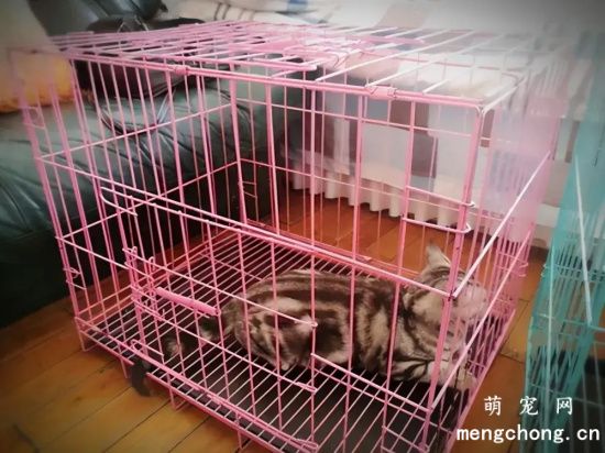 猫咪到底该不该笼养？