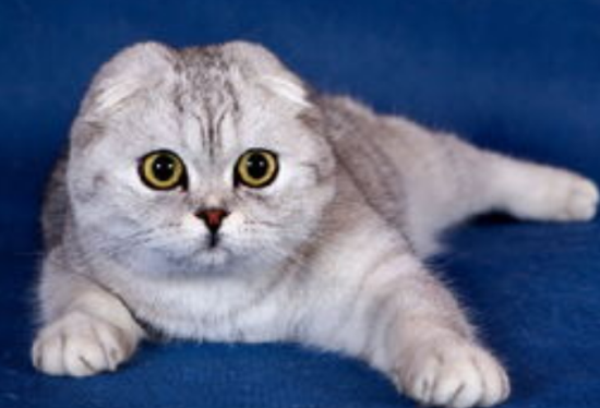 猫咪到新家后会出现应激反应吗?