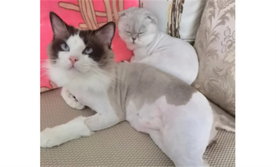 猫咪剃毛后多久能长出来