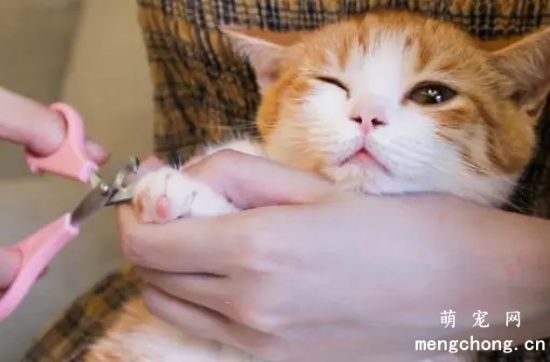 猫咪剪指甲不听话怎么办？(如何让猫咪听话地剪指甲)