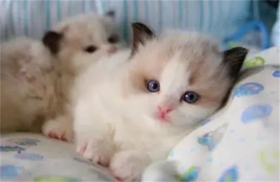 猫咪十几天不吃不喝会不会死？