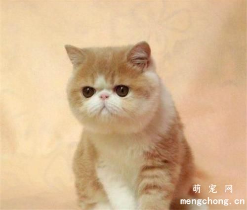 猫咪卵磷脂的作用